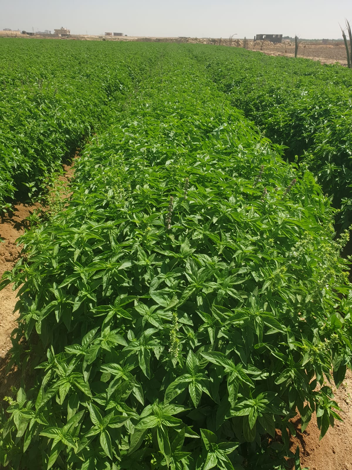 showing our real work